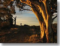 Eucalypts at Sunset