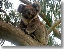 Poser Koala