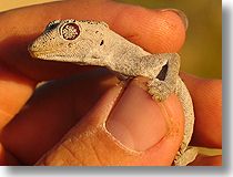 Newhaven Gecko
