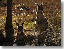 Kangaroo Rimlighting